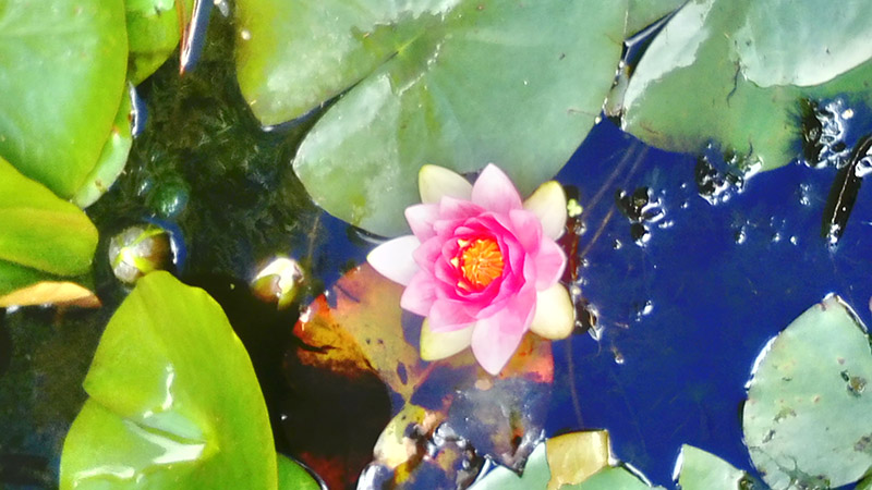 Lily pads and a pink flower in a pond