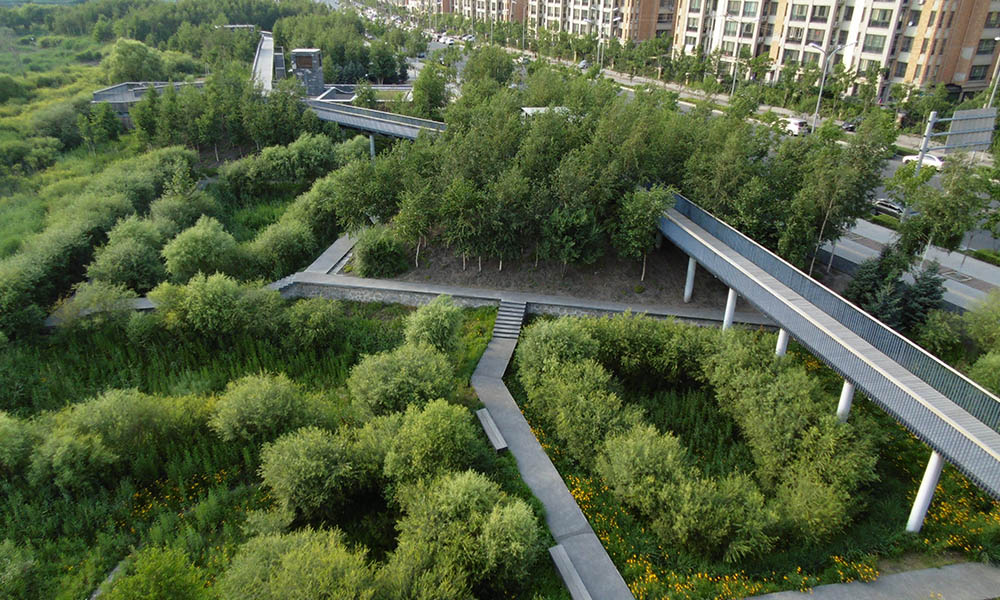 A network of bridges crosses an urban park