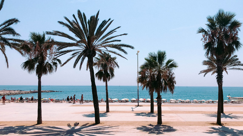 Palm trees and a concrete walk way on Barcelona's seafront