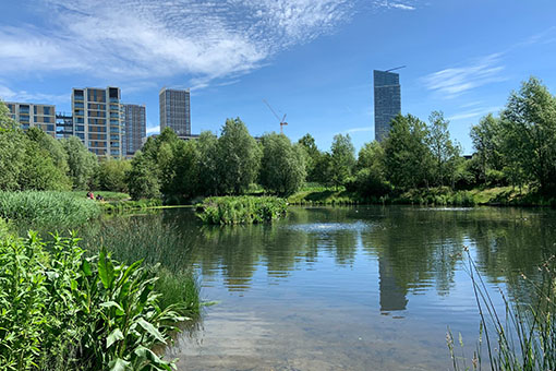 Image of a lake with trees and long grass, in front of tall city buildings